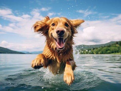 Christmas Eve - Scotland Island Dog Race!